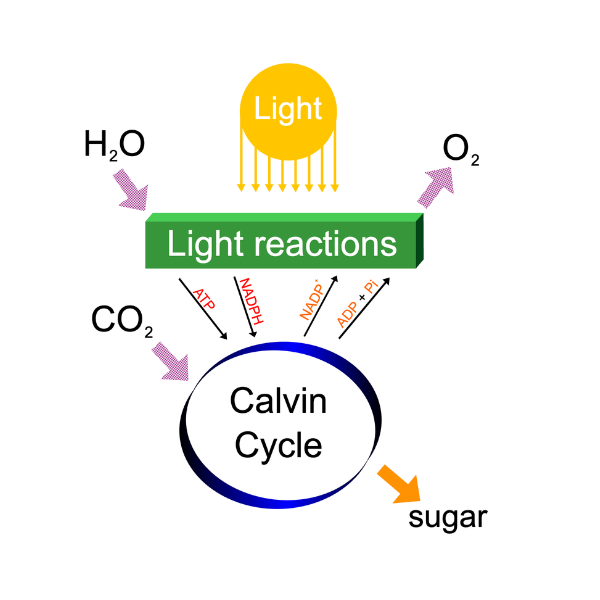 Flowchart illustrating the two interconnected stages of photosynthesis: light reactions and the Calvin Cycle. Full description available in the text below.